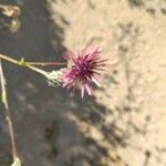 Volutaria lippii Flower