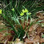 Gagea spathacea 整株植物