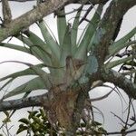 Tillandsia utriculata برگ