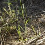 Aegilops neglecta Blad