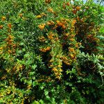 Pyracantha coccinea ᱛᱟᱦᱮᱸ