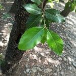 Quercus ilex Folha