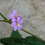 Melochia pyramidata Flower