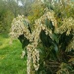 Leucothoe davisiae Fiore