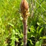 Orobanche picridisFlor