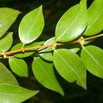 Myrciaria floribunda Leaf