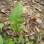 Lactuca floridana 葉