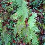 Athyrium filix-femina Habitus