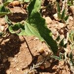 Ipomoea mombassana Leaf