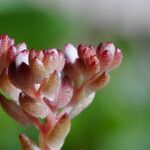 Sedum anglicum Fuelha