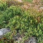 Lycopodium alpinum Hábito