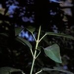 Aristotelia chilensis Rusca
