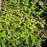 Selaginella denticulata Habitus