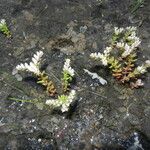 Sedum pulchellum Vekstform