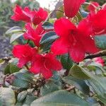 Rhododendron forrestii Kwiat