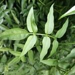 Jasminum officinale Leaf