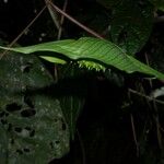 Spathiphyllum phryniifolium Altres