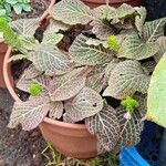 Fittonia albivenisLeaf