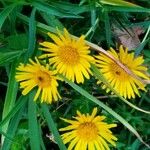 Inula salicina Fleur