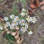 Symphyotrichum ericoidesKwiat