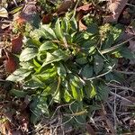 Solidago juncea Leaf