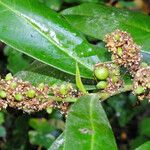 Prunus laurocerasus Frukto