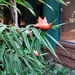 Freycinetia cumingiana Flower