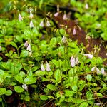 Linnaea borealis 整株植物