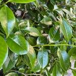 Camellia sasanqua List