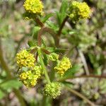 Sanicula crassicaulis Fleur