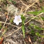 Convolvulus farinosus 花