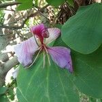 Bauhinia purpurea L., Pie de cabra (Flora mundial) - Pl@ntNet identify