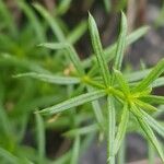 Galium anisophyllon Листок