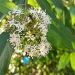 Cornus oblonga Blomma