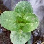 Veronica beccabunga Feuille