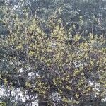 Acer platanoides Kukka
