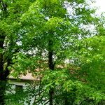 Acer cissifolium موطن
