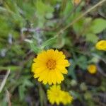 Calendula suffruticosa Žiedas