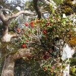 Syzygium schlechterianum ശീലം