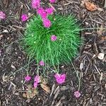 Armeria maritimaBlomst