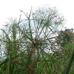 Cyperus giganteus Хабит