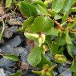 Salix herbacea Plod
