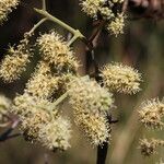 Combretum collinum Flower