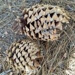 Pinus coulteri Fruto