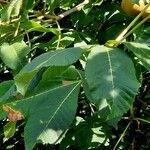 Aesculus pavia Leaf