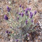 Lavandula stoechas Blüte