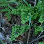 Adiantum jordanii Celota