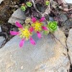 Saxifraga biflora 花