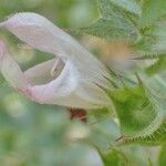 Salvia taraxacifolia Flower