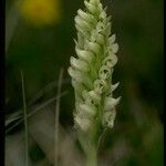 Spiranthes romanzoffiana Λουλούδι